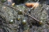 Nash Soft Taper Bore Beads Diffusion Camo